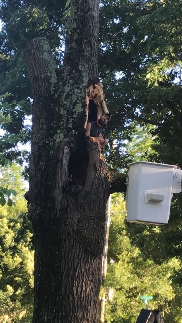Working from a bucket truck on a large hollow, decayed hardwood