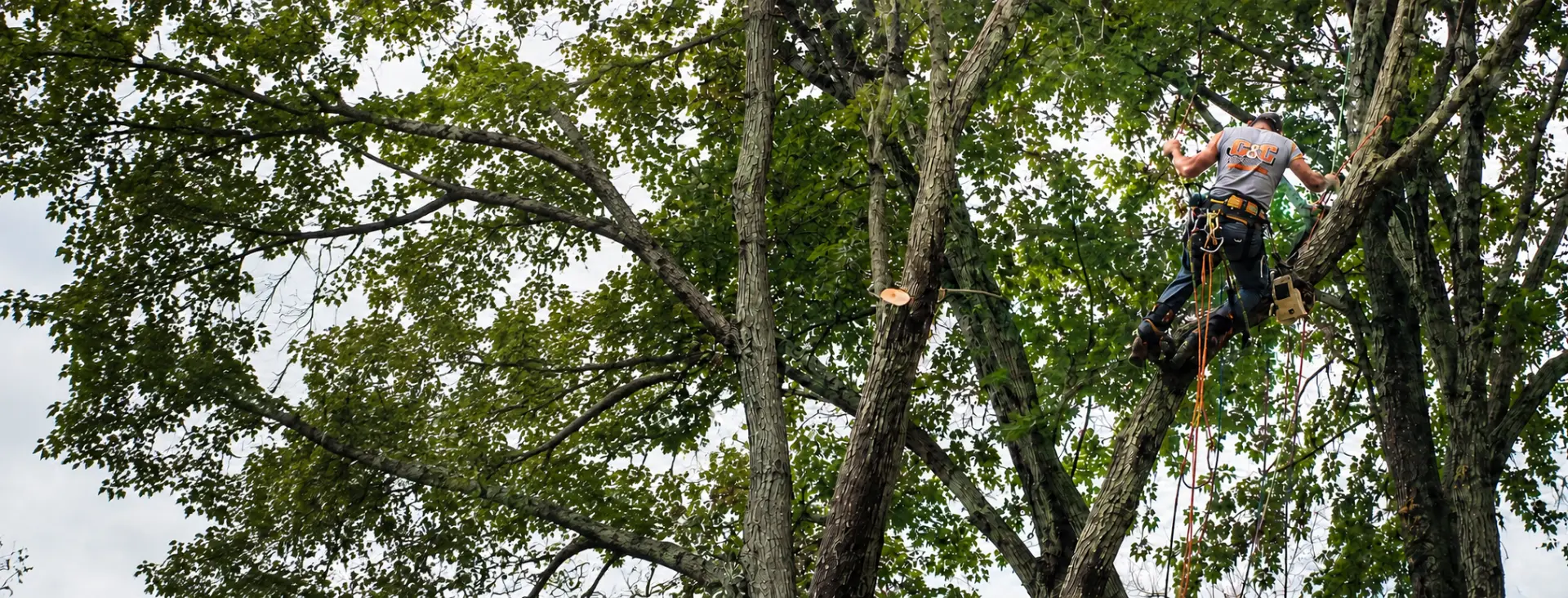 C&C Tree Service climber with ropes and harness trimming high limbs in a large leafy canopy
