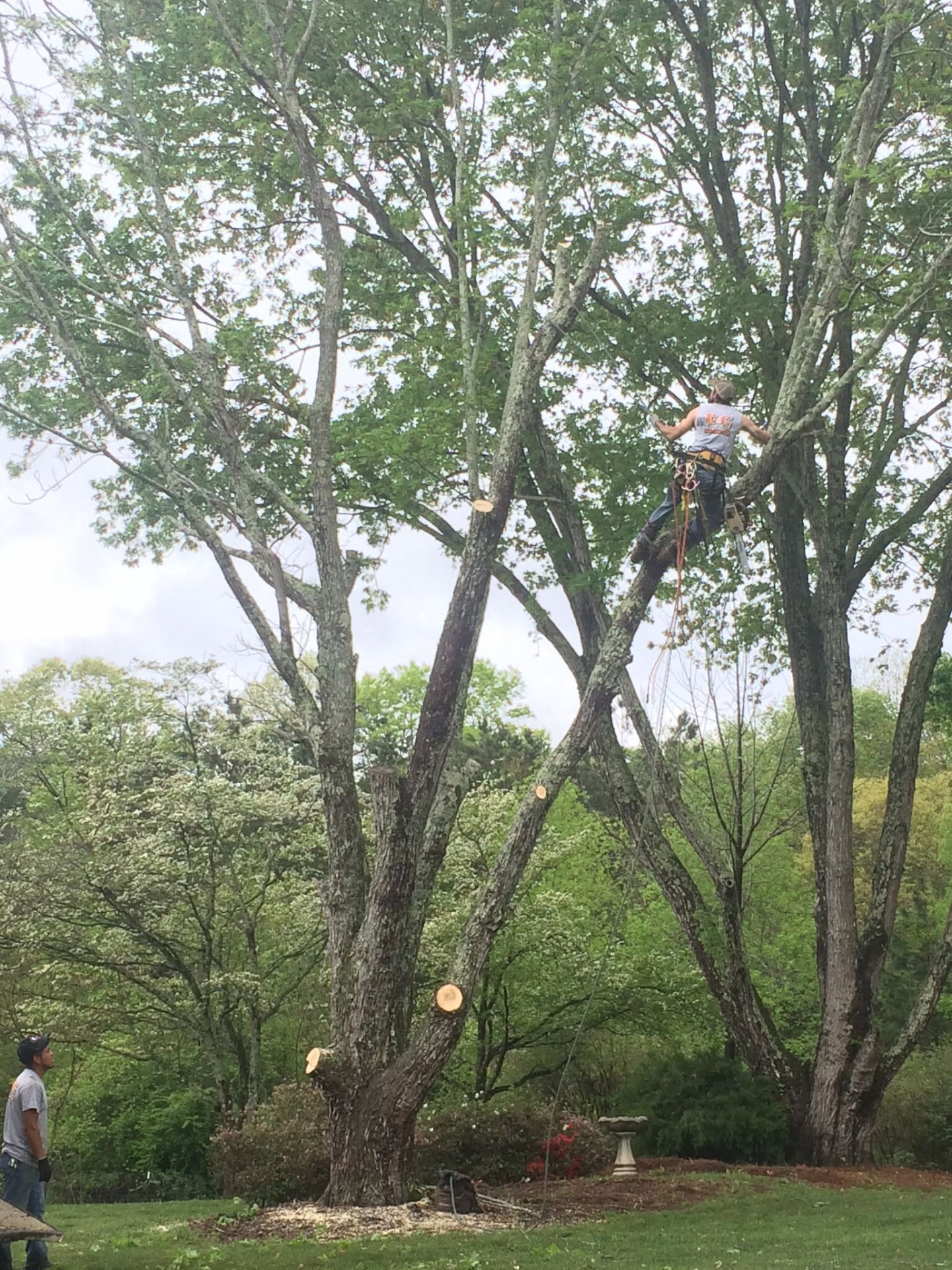 C&C Tree Service climber secured with ropes and harness trimming high limbs in a leafy canopy