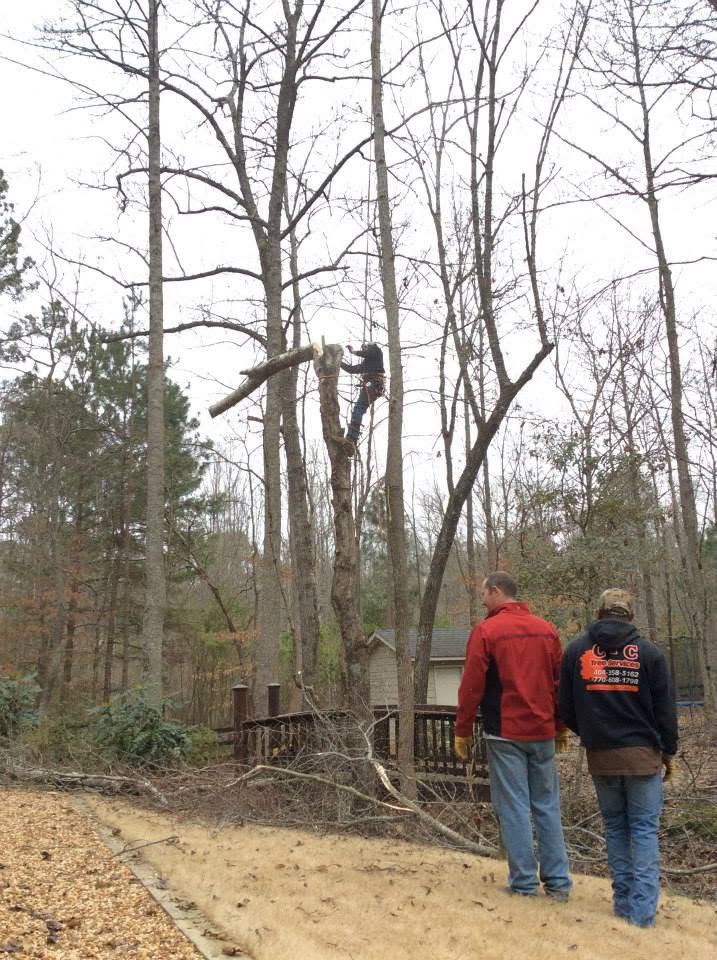 C&C Tree Service crew watching a climber rig and lower a cut section from a tall tree during a residential removal