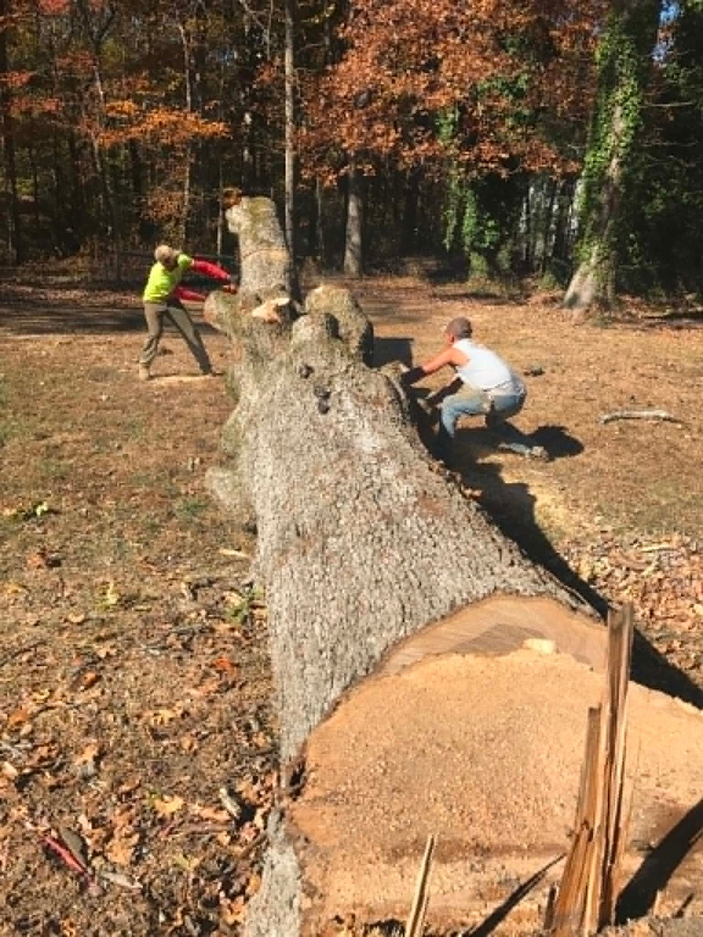 C&C Tree Service crew bucking a large felled hardwood in a customer's yard