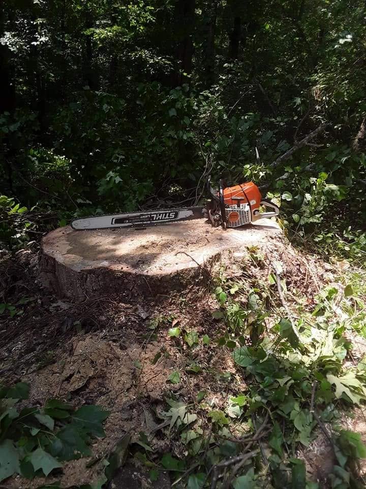 STIHL chainsaw resting on a freshly cut stump surrounded by greenery