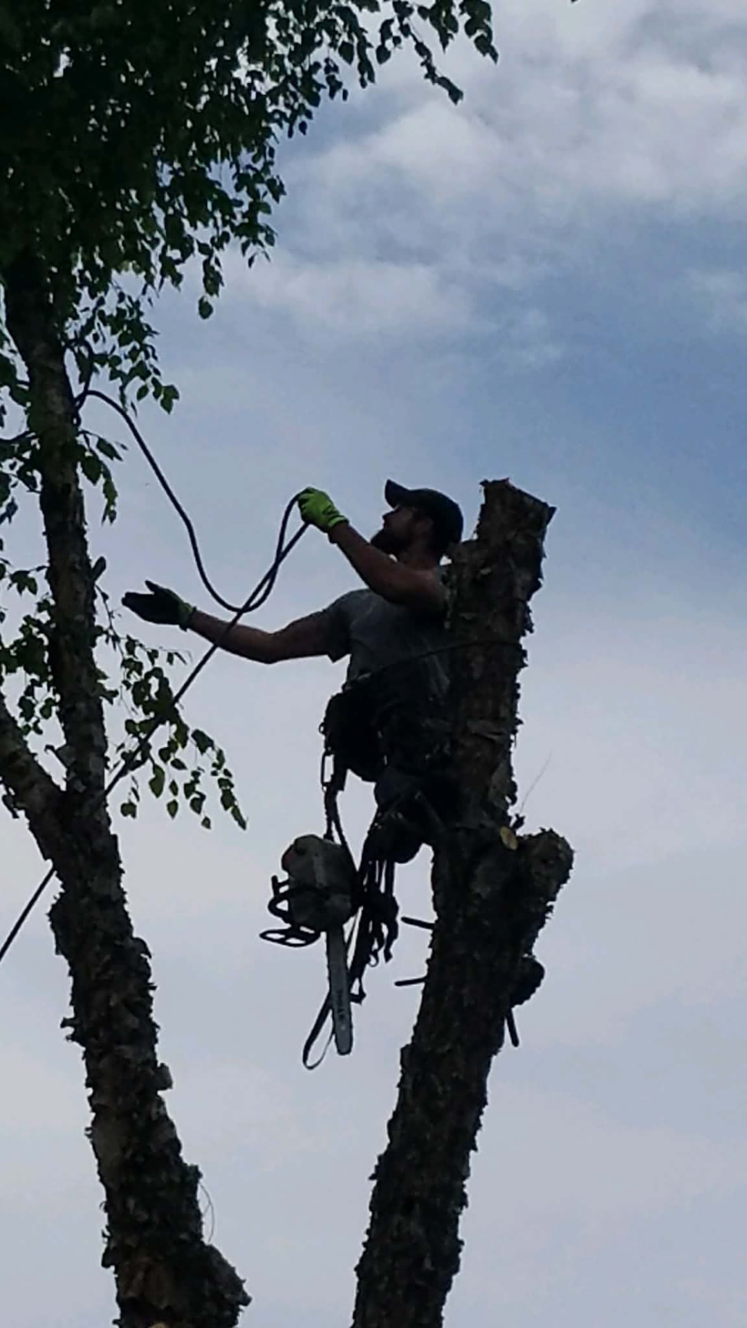 Climber setting a rigging line at the top of a tree