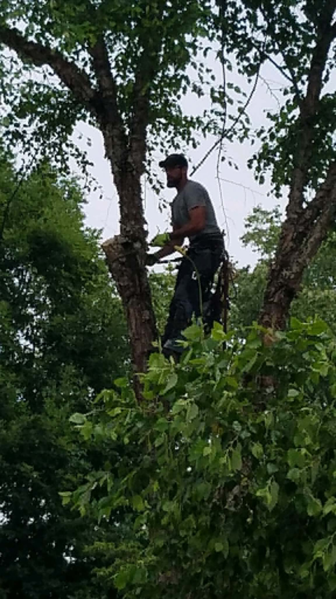 Climber trimming limbs high in the canopy of a hardwood