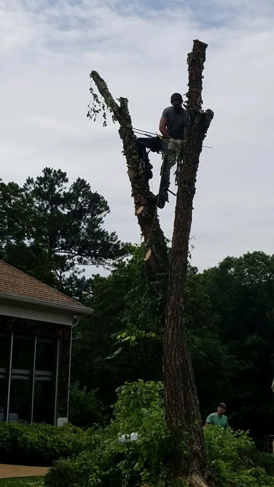 Climber topping a tall pine spar directly beside a customer's home