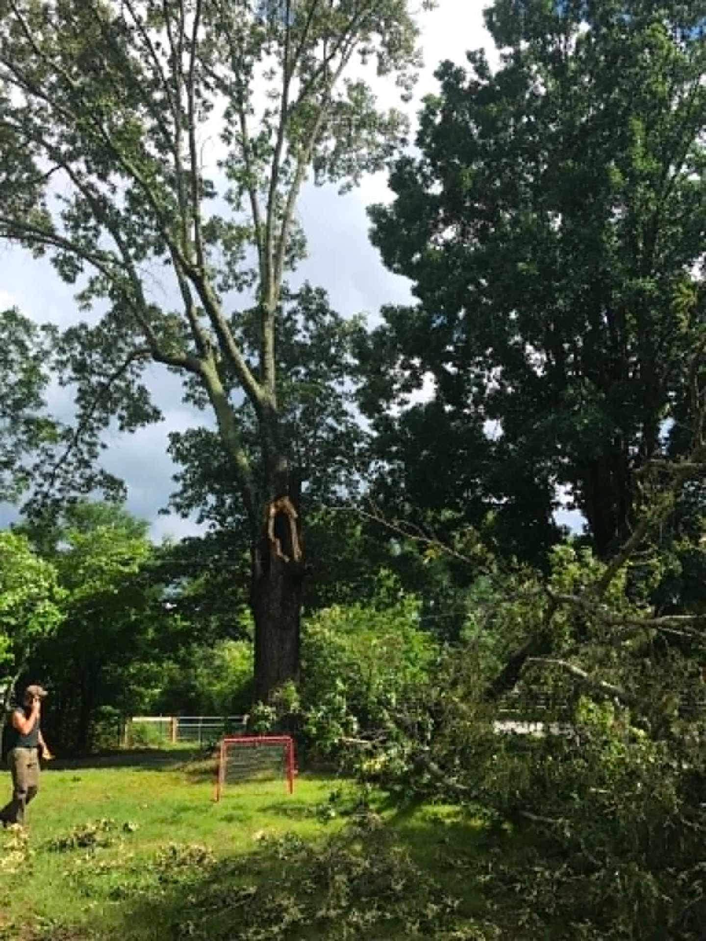 Large storm-damaged tree with limbs down across a residential lawn
